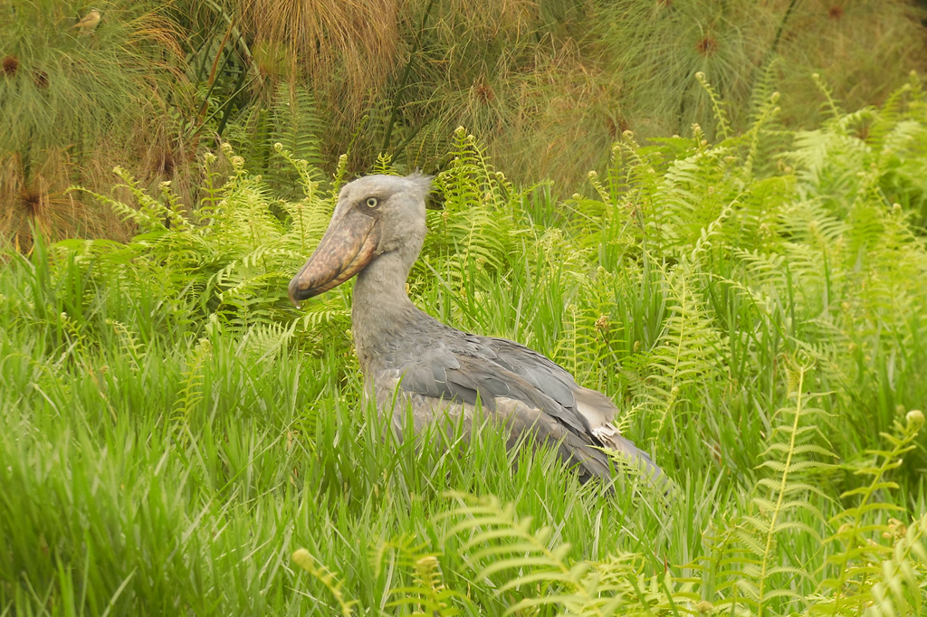 Mabamba Shoebill Excursions - Uganda Birding Tours - Uganda Shoebill Excursions - https://terrain-safaris.com