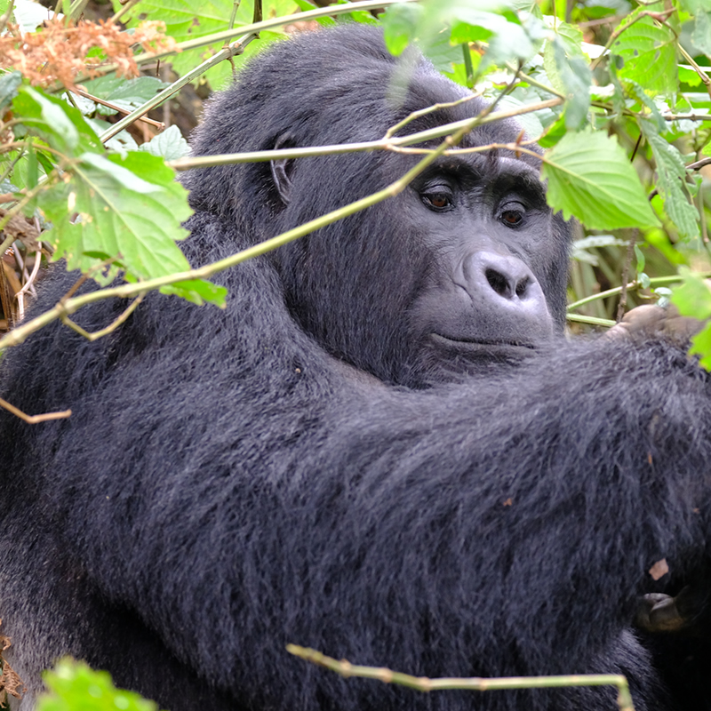 Uganda Gorilla Trekking Tours - Mountain Gorillas in East Africa - Uganda Birding Tours - https://terrain-safaris.com