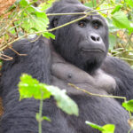 Terrain Safaris (U) Ltd. Mgahinga Gorilla National Park - Uganda Gorilla Trekking Tours - Mgahinga Gorilla Trekking Tours - Rwanda Gorilla Trekking Trips - Congo Gorilla Trekking Tours - Bwindi Gorilla Trekking - https://terrain-safaris.com