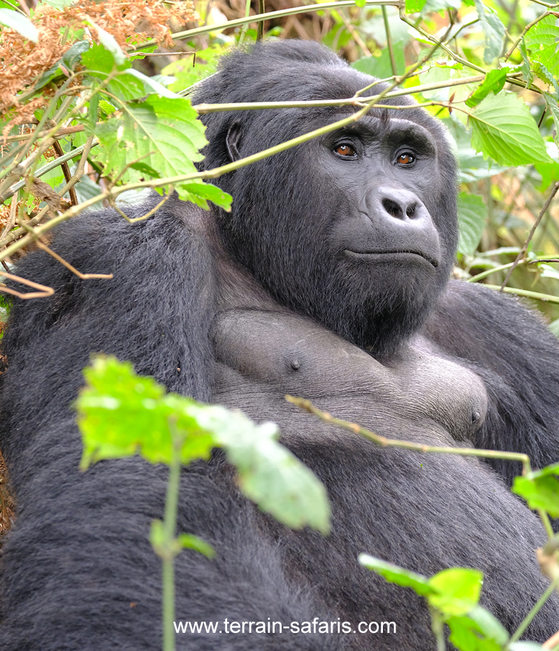 Uganda Gorilla Trekking Tours - Rwanda Gorilla Trekking Trips - Congo Gorilla Trekking Tours - Bwindi Gorilla Trekking - www.terrain-safaris.com