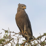 Terrain Safaris (UG) Ltd. Uganda Birding Tours - Scheduled Birding Trips - https://terrain-safaris.com
