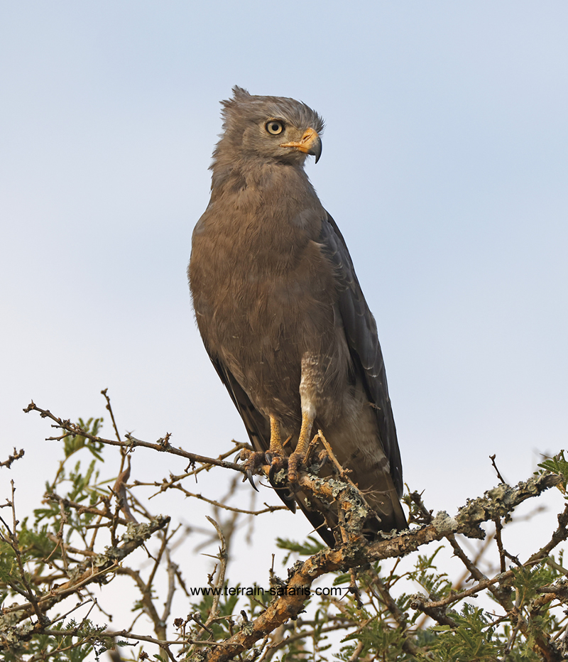 Uganda Birding Tours - Scheduled Birding Trips - https://terrain-safaris.com