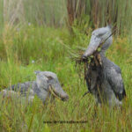 Newsite Pics - Terrain Safaris Tour Pages 2 Uganda Birding Tours - Scheduled Birding Trips - www.terrain-safaris.com