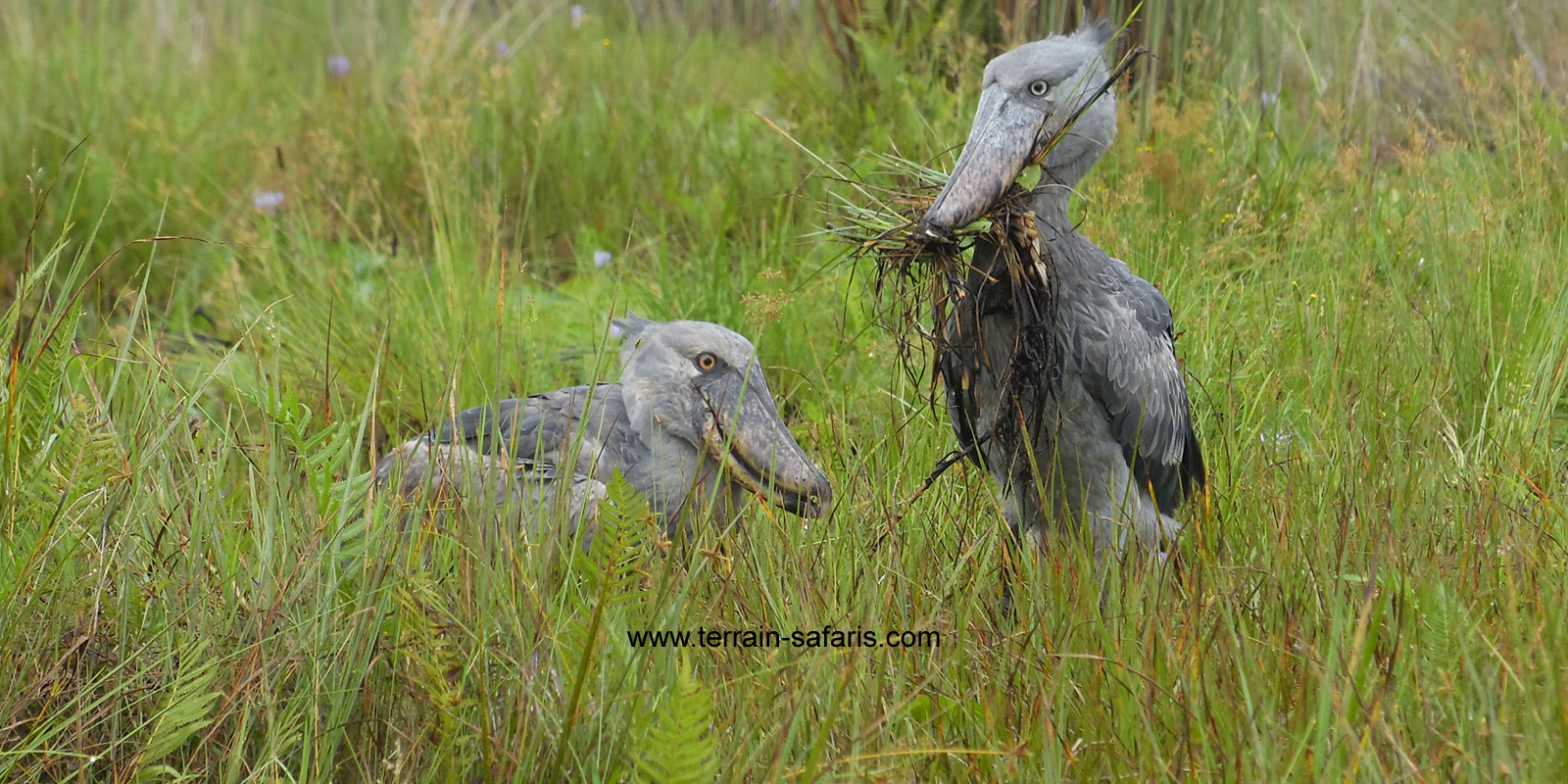 Uganda Birding Tours - Uganda Photography Tours - Mabamba Shoebill Tours - https://terrain-safaris.com