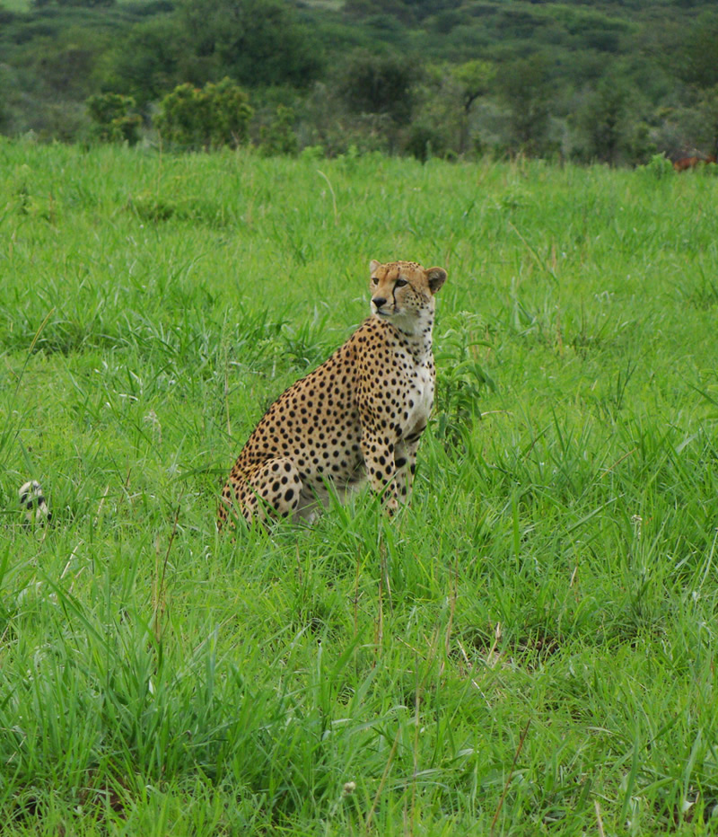 Uganda Wildlife Safaris - Uganda Safaris - www.terrain-safaris.com