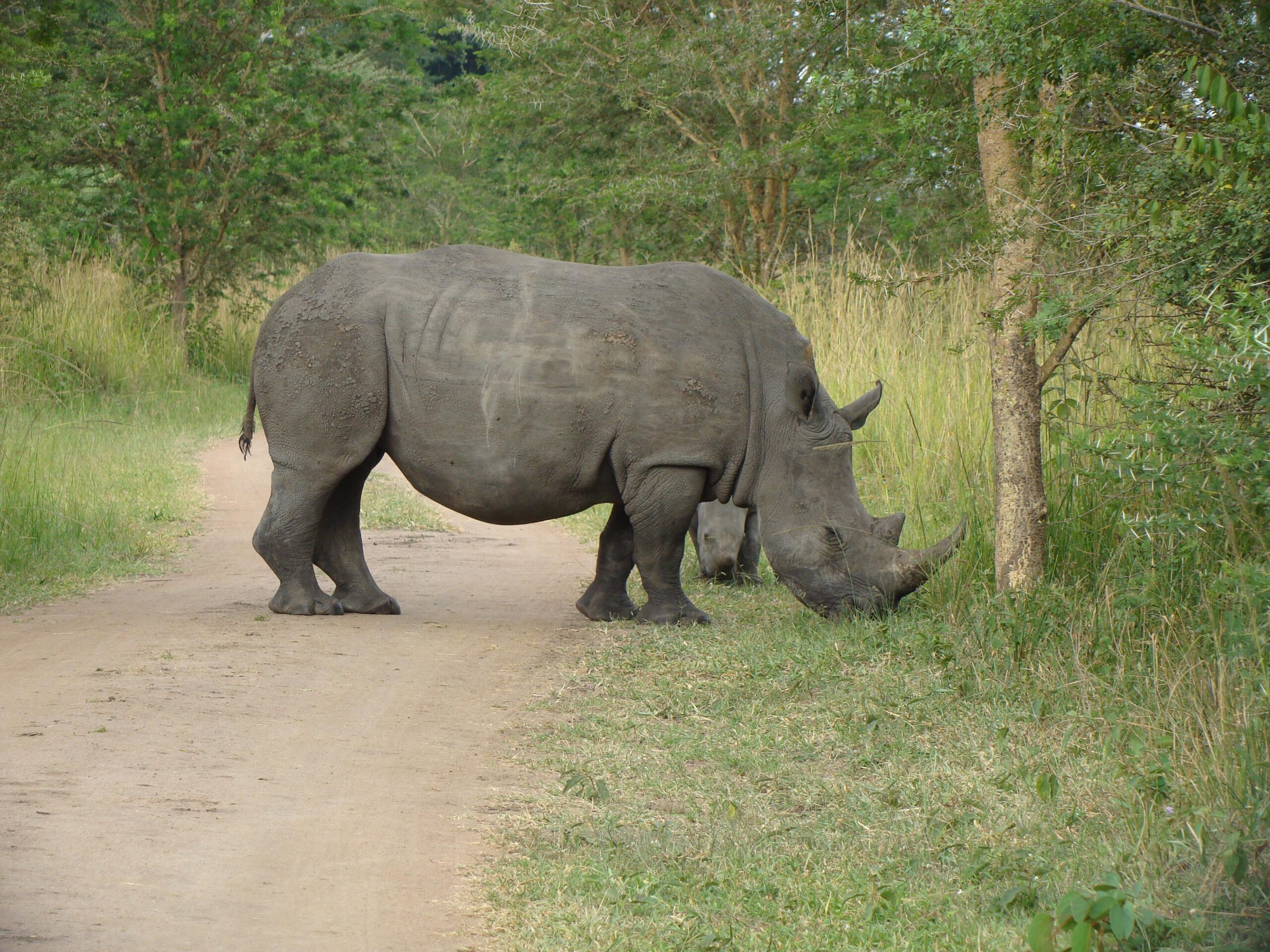 Uganda Wildlife Safaris - Rhino trekking at Ziwa Rhino Sanctuary, Uganda - www.terrain-safaris.com