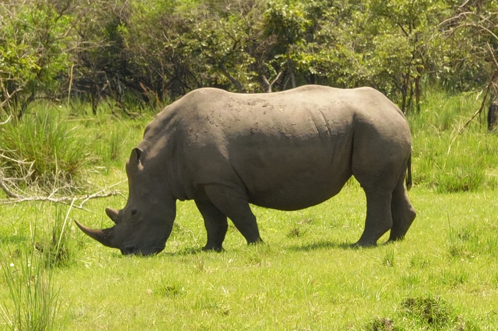 Ziwa Rhino Sanctuary - Uganda Rhino Trekking Tours - https://terrain-safaris.com