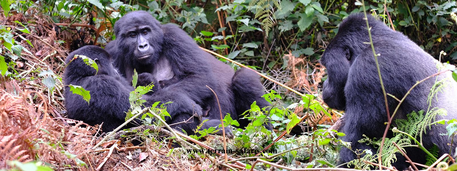 Uganda Gorilla Trekking Safaris - Rwanda Gorilla Trekking Tours - https://terrain-safaris.com