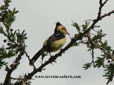 Birding safaris to Lake Mburo national park - https://terrain-safaris.com