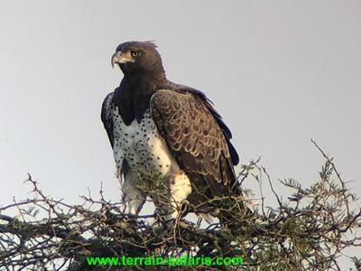 Uganda Birding Tour - Scheduled Uganda Birding Tour - Birding Destination Uganda - https://terrain-safaris.com