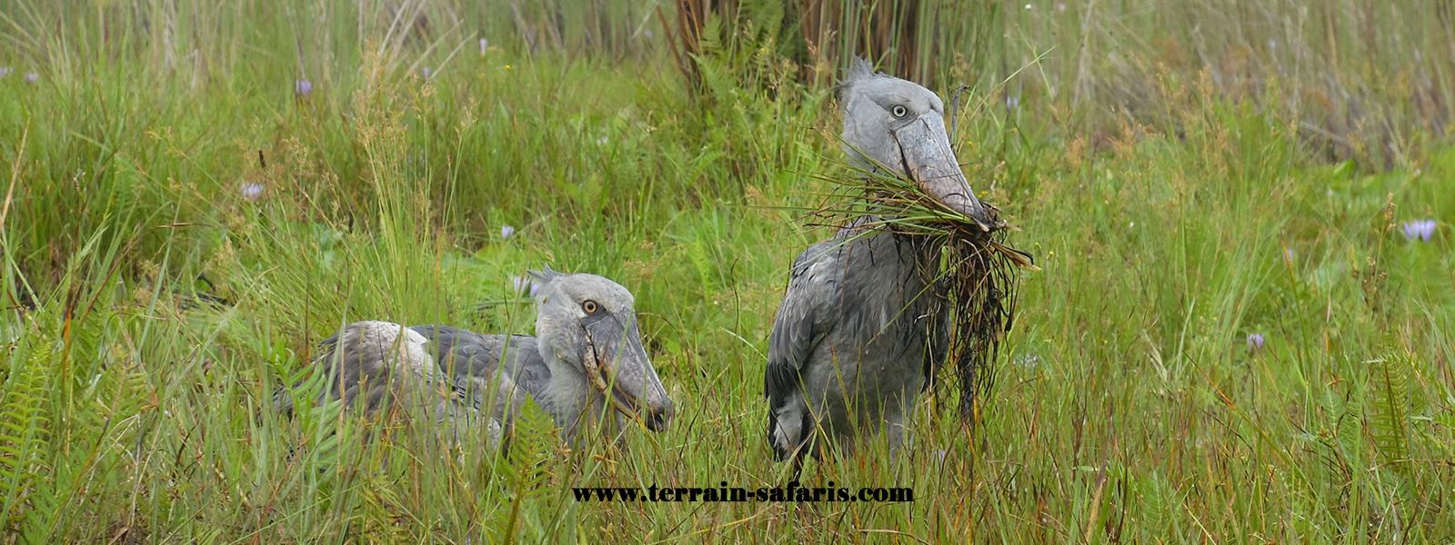 Uganda Birding Tours - Mabamba Shoebill Excursions - Uganda Wildlife Safaris - www.terrain-safaris.com