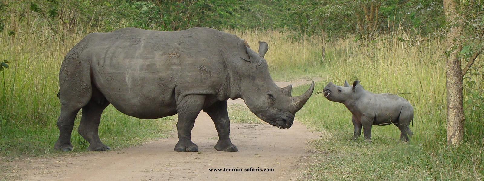 Serengeti Wildlife Safaris - Tanzania Wildlife Safaris - Serengeti Wildebeest Migration Safaris - Tanzania Birding Tours - www.terrain-safaris.com