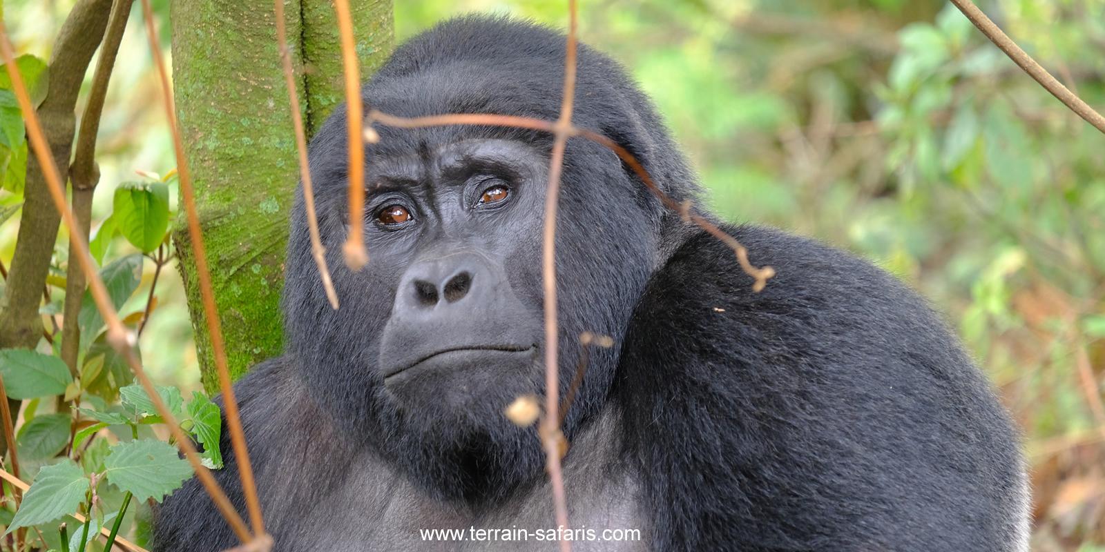 Uganda Gorilla Trekking - Rwanda Gorilla Trekking - Congo Gorilla Trekking - Bwindi Gorilla Trekking - Mgahinga Gorilla Trekking - Virunga Gorilla Trekking Volcanoes Gorilla Trekking - Mountain Gorilla Trekking - https://terrain-safaris.com