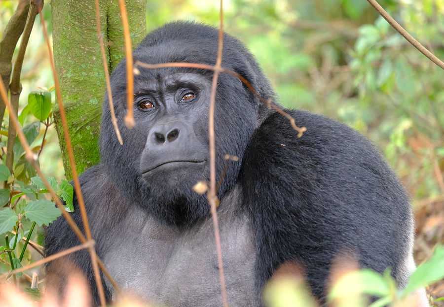 Uganda Gorilla Trekking Tours - Rwanda Gorilla Trekking Tours -https://terrain-safaris.com