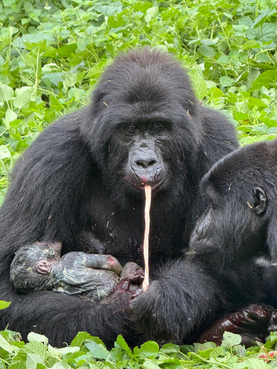 Uganda Gorilla Trekking Tour - Uganda Safaris - https://terrain-safaris.com