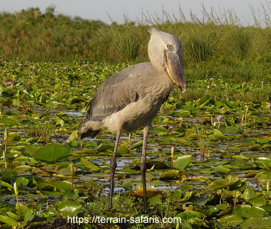 Shoebill Excursions - Mabamba Wetland Sanctuary - Uganda Birding Tours - https://terrain-safaris.com