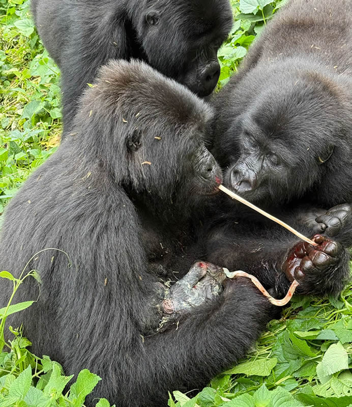 Bwindi National Park - Gorilla Trekking In Bwindi - https://terrain-safaris.com