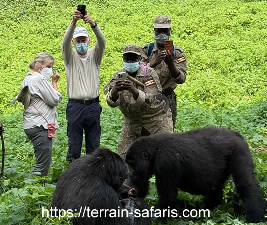 Gorilla Trekking In Bwindi Forest - Gorilla Trekking In Volcanoes Forest Park - Gorilla Trekking In Mgahinga Forest Park - https://terrain-safaris.com