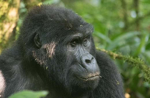 Track Shoebill Stork, Green-breasted Pitta & 600+ bird species across Uganda's top parks on this 12-day birding & wildlife safari with expert guides