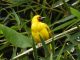 15-day Uganda birding safari covering Bwindi's Albertine Rift endemics, Kibale chimps, and the Shoebill Stork at Mabamba Swamp. Book with Terrain Safaris.