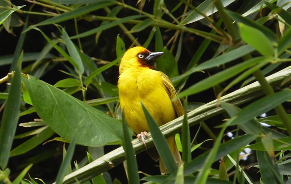 15-day Uganda birding safari covering Bwindi's Albertine Rift endemics, Kibale chimps, and the Shoebill Stork at Mabamba Swamp. Book with Terrain Safaris.