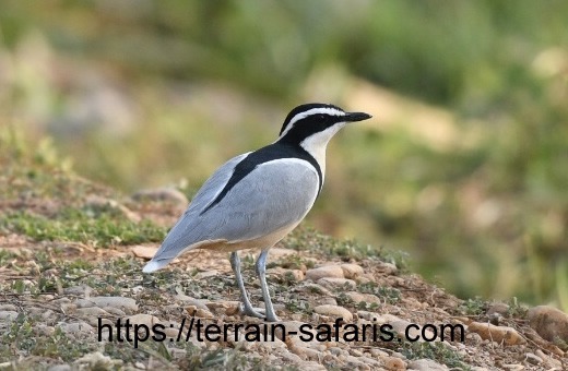 Uganda Birding Tours - Uganda Safaris - https://terrain-safaris.com