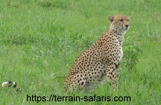 Tanzania Wildlife Safaris - Wildebeest Migration Safaris - https://terrain-safaris.com