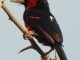 Rwanda Birding Tours - Birding Nyungwe Forest - Birding Volcanoes Forest - Birding Akagera National Park - https://terrain-safaris.com