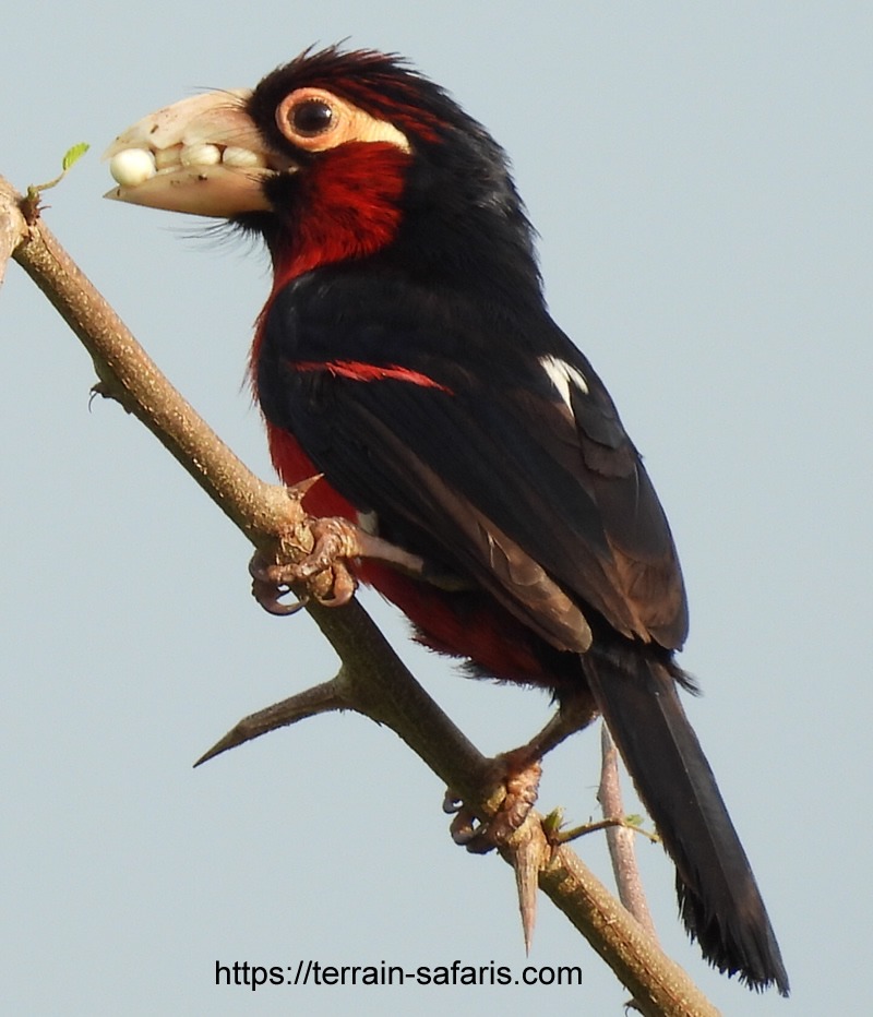 Rwanda Birding Tours - Birding Nyungwe Forest - Birding Volcanoes Forest - Birding Akagera National Park - https://terrain-safaris.com