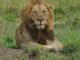 Tanzania Wildebeest Migration Safari - Tanzania Big Game Excursions - https://terrain-safaris.com