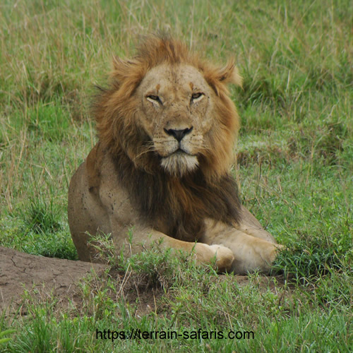 Tanzania Wildebeest Migration Safari - Tanzania Big Game Excursions - https://terrain-safaris.com