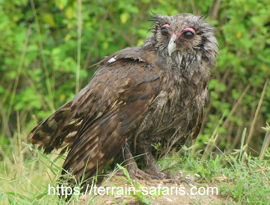 Uganda Birding Tours - A Birder's Guide To Uganda's Albertine Rift Endemics. - https://terrain-safaris.com