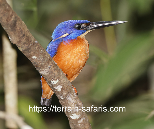 Uganda Birding Tours - Bird Watching In Uganda - https://terrain-safaris.com