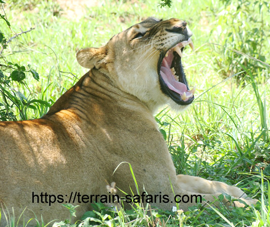 17-day Uganda safari covering Murchison Falls, Kibale, Queen Elizabeth & Bwindi. Gorilla & chimp trekking, tree-climbing lions, rhinos & shoebills. From $6,530pp