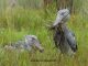 Shoebill Excursions In Uganda - Mabamba Wetland Sanctuary - Uganda Birding Tours - https://terrain-safaris.com