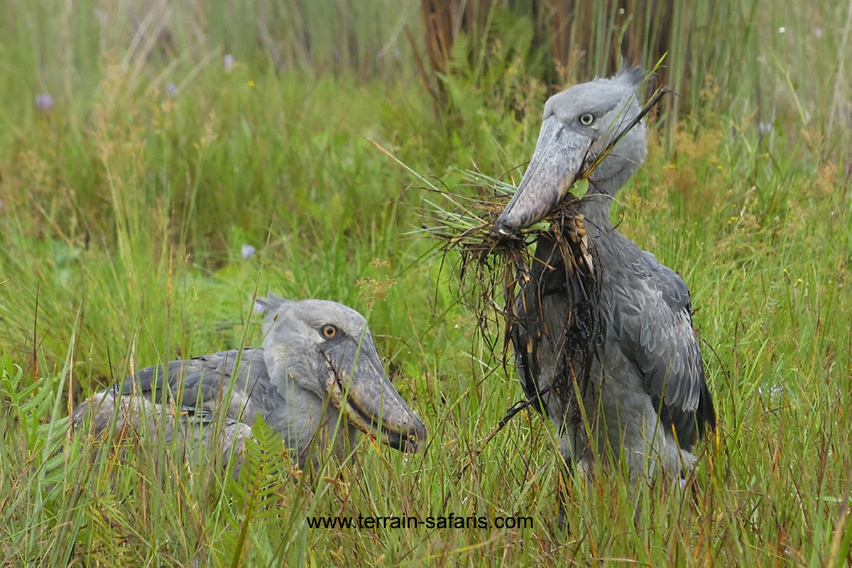 Shoebill Excursions In Uganda - Mabamba Wetland Sanctuary - Uganda Birding Tours - https://terrain-safaris.com