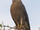 Uganda Birding Tours - 20 Day Scheduled Uganda Birding Tour - https://terrain-safaris.com