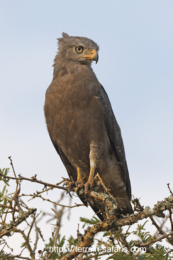 Uganda Birding Tours - 20 Day Scheduled Uganda Birding Tour - https://terrain-safaris.com
