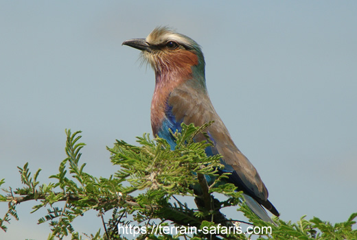Kenya Wildlife Safaris - Kenya Birding Tours - 3 Day Amboseli Wildlife Safari - Kenya - https://terrain-safaris.com