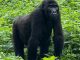 Bwindi Gorilla Trekking Tour - Uganda Gorilla Trekking Tour - Visit Uganda - https://terrain-safaris.com