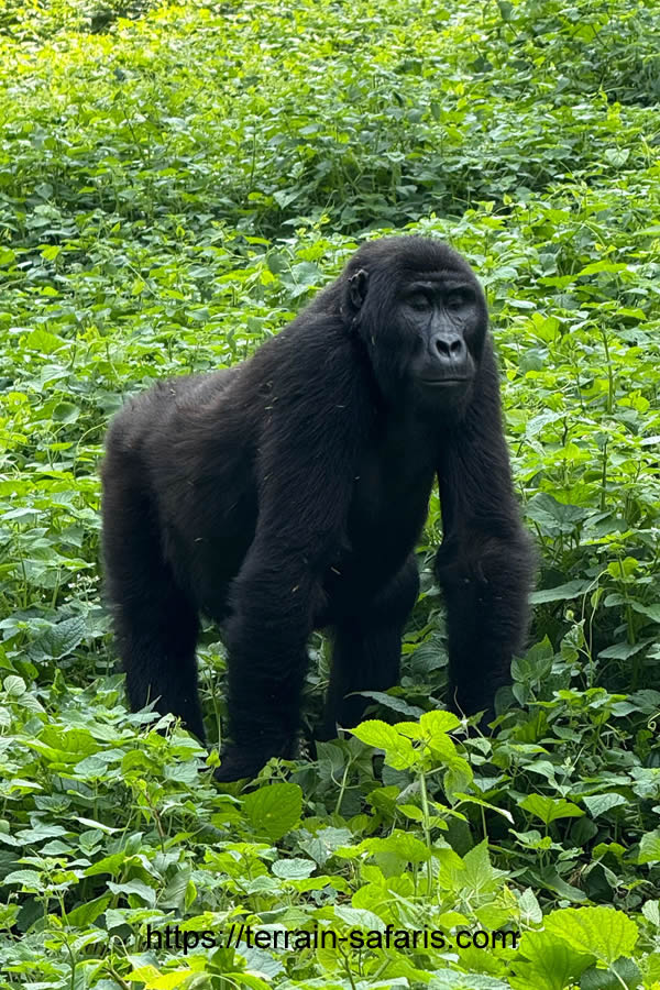Bwindi Gorilla Trekking Tour - Uganda Gorilla Trekking Tour - Visit Uganda - https://terrain-safaris.com