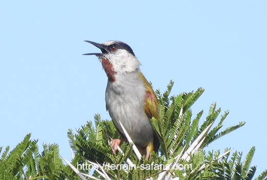 Tanzania Birding Tours - Tanzania Wildlife Safaris - https://terrain-safaris.com