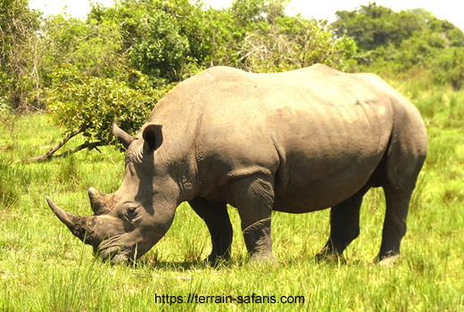 Tanzania Wildlife Safaris - 3 Day Ngorongoro Big Game Safari - https://terrain-safaris.com