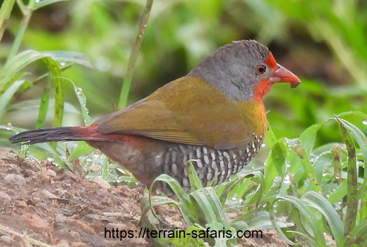 Uganda Birding Tours - Bird Watching Excursions - https://terrain-safaris.com