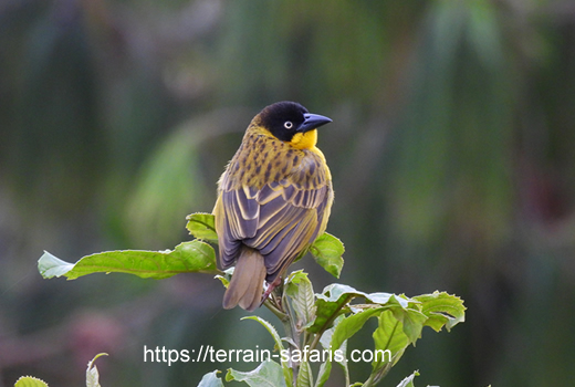 Rwanda Birding Tours - Bird Watching East Africa - Visit Rwanda - https://terrain-safaris.com