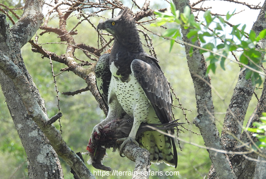 Uganda Birding Tours - Bird Watching In East Africa - https://terrain-safaris.com