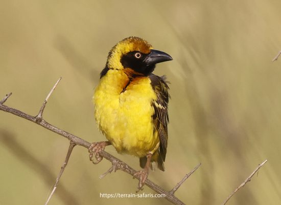 Uganda Birding Tours - Bird Watching Safaris In Uganda - https://terrain-safaris.com